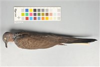 藏品(斑頸鳩)的圖片